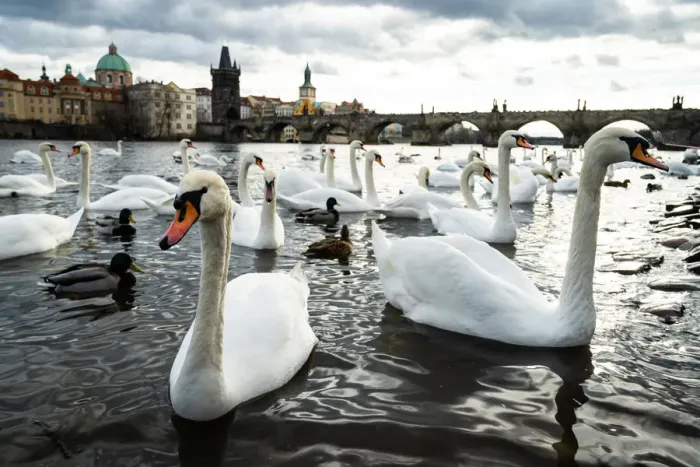 Framed Print : Swans gather on the banks of the Vltava river with Charles Bridge in the background Framed Print : Swans gather on the banks of the Vltava river with Charles Bridge in the background