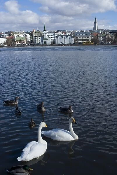 Swans and geese in Tjornin (pond), with city behind, Reykjavik, Iceland, Polar Regions