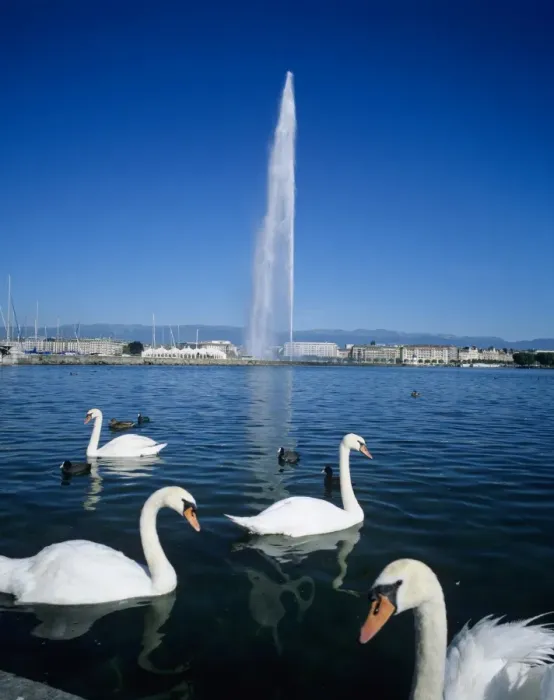Framed Print : Swans below the Jet d eau (water jet), Geneva, Lake Geneva (Lac Leman), Switzerland, Europe Framed Print : Swans below the Jet d eau (water jet), Geneva, Lake Geneva (Lac Leman), Switzerland, Europe