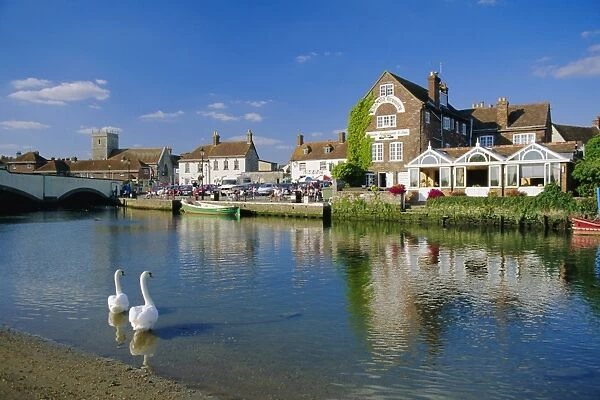 Swans on the River Frome, Wareham, Dorset, England, UK