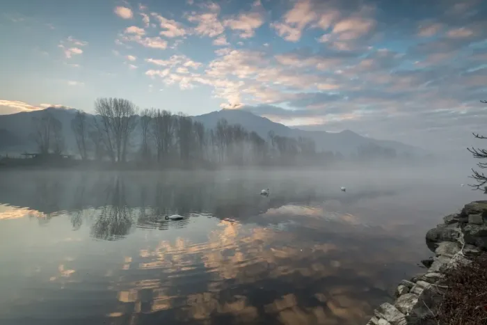 Framed Print : Swans in River Mera at sunrise, Sorico, Como province, Lower Valtellina, Lombardy Framed Print : Swans in River Mera at sunrise, Sorico, Como province, Lower Valtellina, Lombardy
