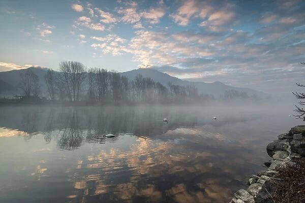Swans in River Mera at sunrise, Sorico, Como province, Lower Valtellina, Lombardy