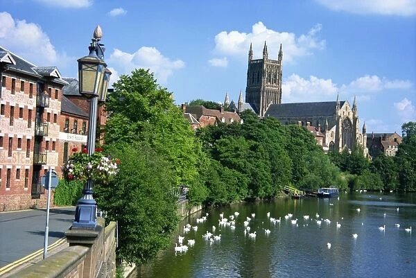 Swans on the River Severn and cathedral, Worcester, Worcestershire, England