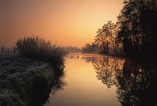 Swans on the River Wey at sunrise in winter, in Surrey, England, United Kingdom, Europe