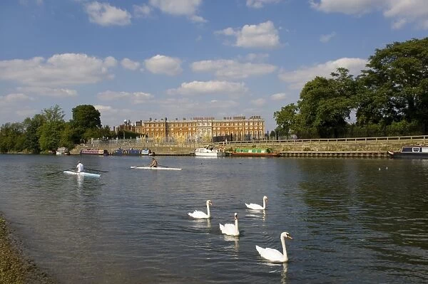 Swans and sculls on the River Thames, Hampton Court, Greater London, England