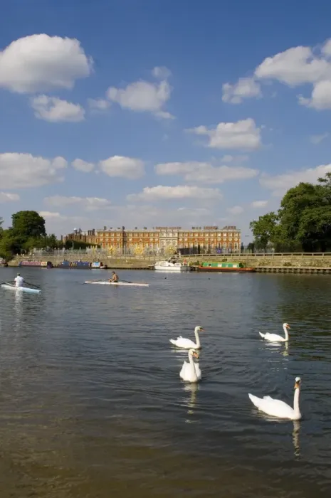 Framed Print : Swans and sculls on the River Thames, Hampton Court, Greater London, England Framed Print : Swans and sculls on the River Thames, Hampton Court, Greater London, England