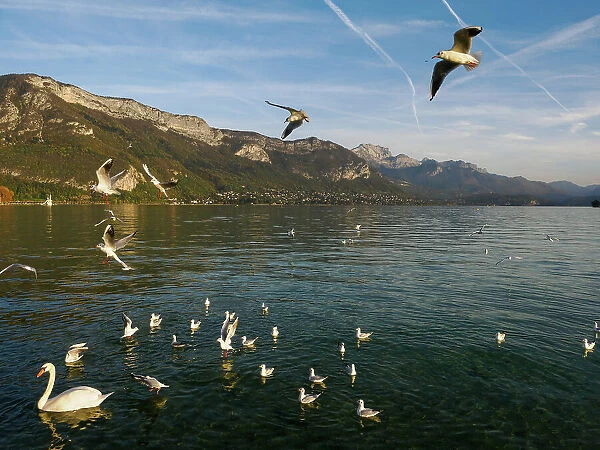 Swans and seagulls flock to Annecy's lakeside promenade, Annecy, Haute-Savoie, France, Europe