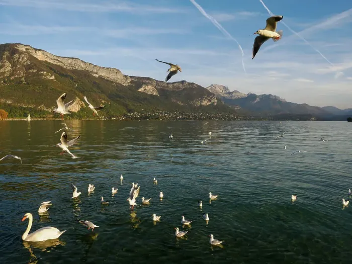 Framed Print : Swans and seagulls flock to Annecy's lakeside promenade, Annecy, Haute-Savoie, France, Europe Framed Print : Swans and seagulls flock to Annecy's lakeside promenade, Annecy, Haute-Savoie, France, Europe