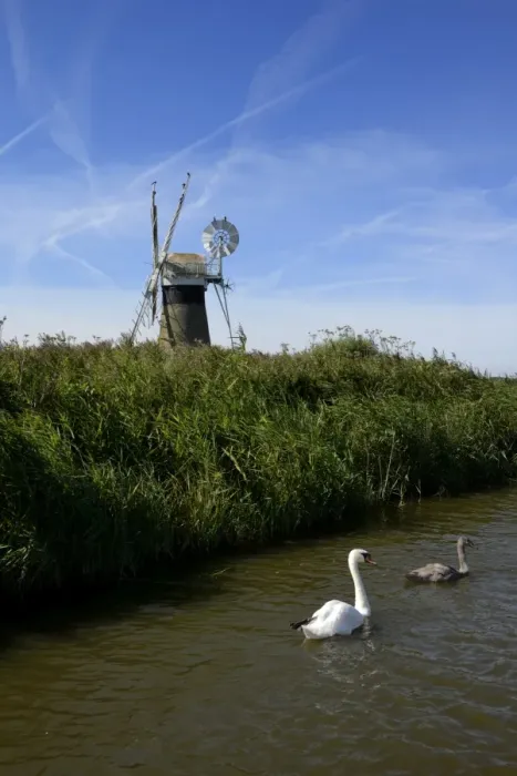 Framed Print : Swans in front of St. Benets windmill on the River Thurne, Thurne, Norfolk, England, United Kingdom, Europe Framed Print : Swans in front of St. Benets windmill on the River Thurne, Thurne, Norfolk, England, United Kingdom, Europe