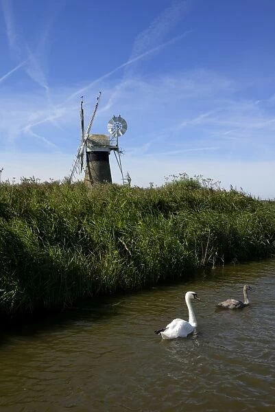 Swans in front of St. Benets windmill on the River Thurne, Thurne, Norfolk, England, United Kingdom, Europe