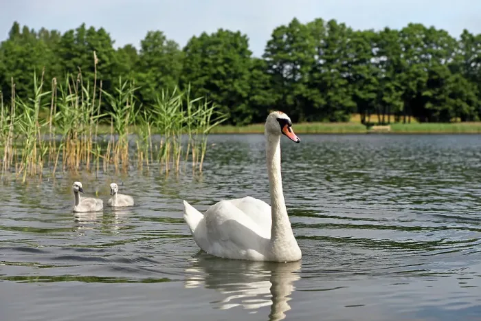 Framed Print : Swans on Strovinatis Lake near Ginuciai, Aukstaitija National Park, Lithuania, Europe Framed Print : Swans on Strovinatis Lake near Ginuciai, Aukstaitija National Park, Lithuania, Europe