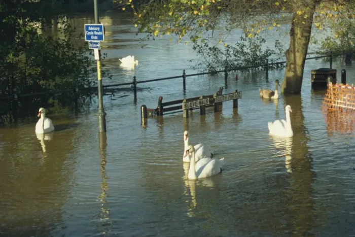 Framed Print : Swans swimming in street during the floods of 1998, Worcester, Worcestershire Framed Print : Swans swimming in street during the floods of 1998, Worcester, Worcestershire