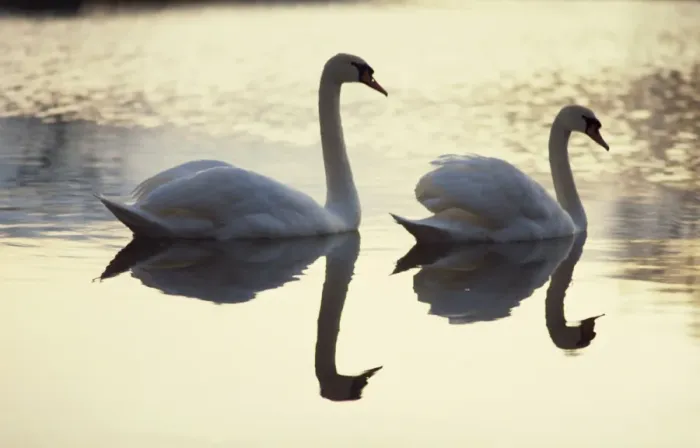 Framed Print : Two swans on water at dusk, Dorset, England, United Kingdom, Europe Framed Print : Two swans on water at dusk, Dorset, England, United Kingdom, Europe