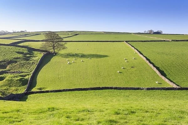 Sweeping landscape featuring dry stone wall in spring, Peak District National Park