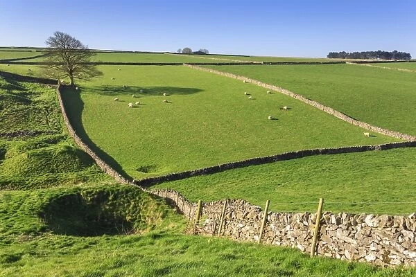 Sweeping landscape featuring dry stone walls in spring, Peak District National Park