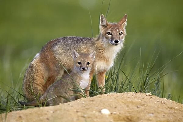 Swift fox (Vulpes velox) adult and kit, Pawnee National Grassland, Colorado, United States of America, North America