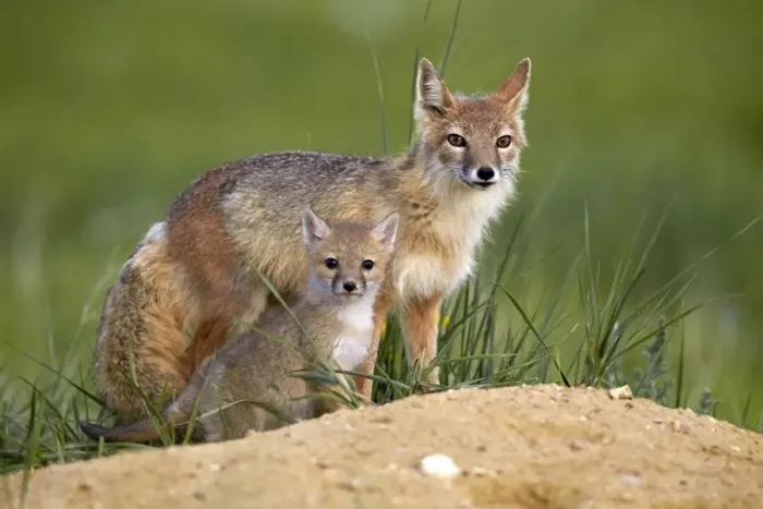 Framed Print : Swift fox (Vulpes velox) adult and kit, Pawnee National Grassland, Colorado, United States of America, North America Framed Print : Swift fox (Vulpes velox) adult and kit, Pawnee National Grassland, Colorado, United States of America, North America