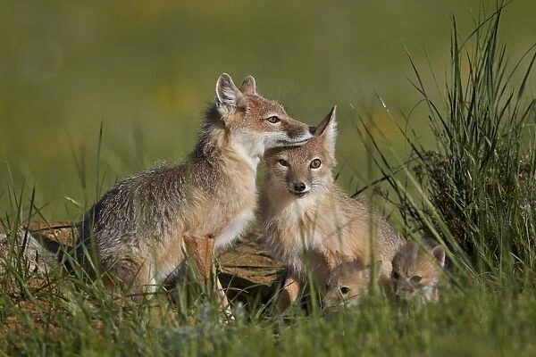 Swift fox (Vulpes velox) adults and two kits, Pawnee National Grassland, Colorado, United States of America, North America