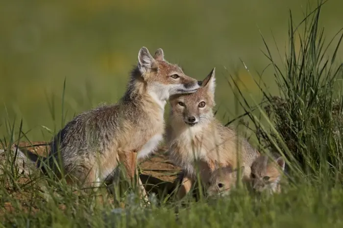 Framed Print : Swift fox (Vulpes velox) adults and two kits, Pawnee National Grassland, Colorado, United States of America, North America Framed Print : Swift fox (Vulpes velox) adults and two kits, Pawnee National Grassland, Colorado, United States of America, North America