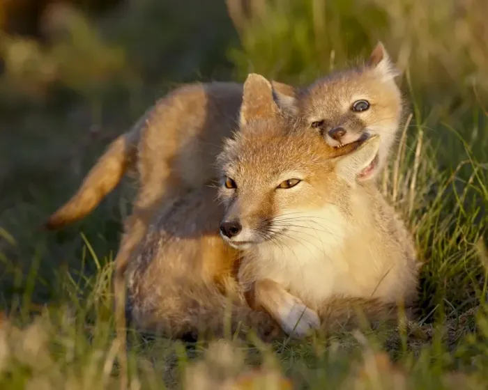 Framed Print : Swift fox (Vulpes velox) kit biting its mothers ear, Pawnee National Grassland Framed Print : Swift fox (Vulpes velox) kit biting its mothers ear, Pawnee National Grassland