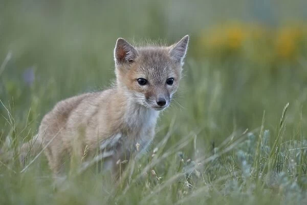 Swift Fox (Vulpes velox) kit, Pawnee National Grassland, Colorado, United States of America