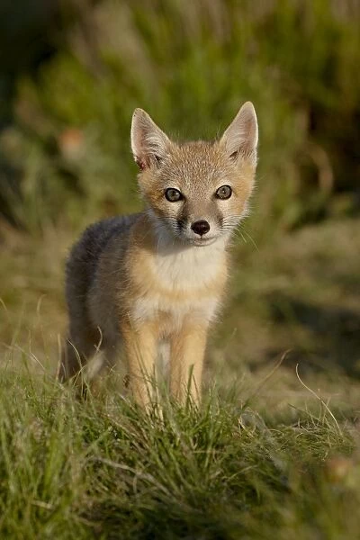 Swift fox (Vulpes velox) kit, Pawnee National Grassland, Colorado, United States of America