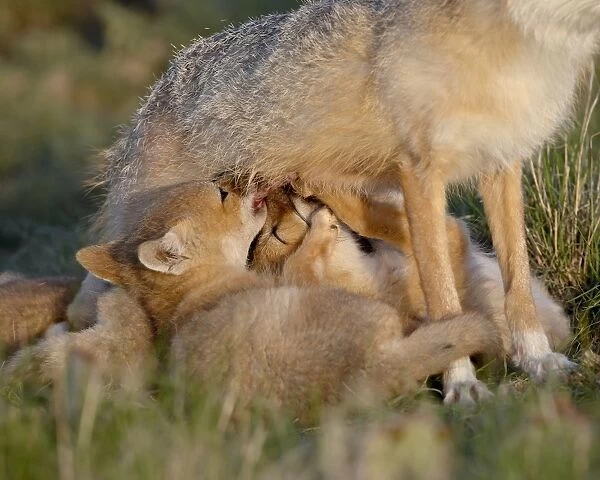 Swift fox (Vulpes velox) kits nursing, Pawnee National Grassland, Colorado