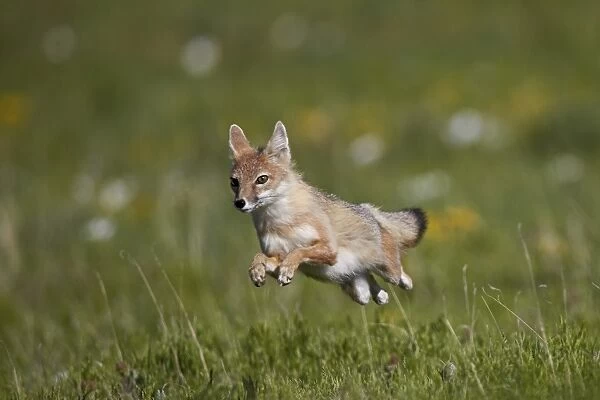 Swift fox (Vulpes velox) leaping, Pawnee National Grassland, Colorado, United States of America, North America