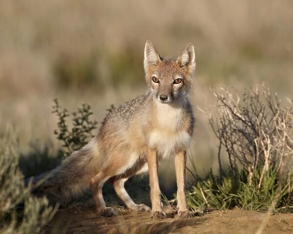Swift fox (Vulpes velox), Pawnee National Grassland, Colorado, United States of America, North America