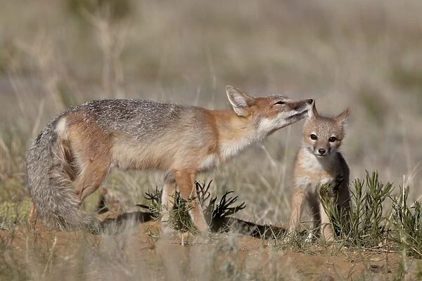 Swift fox (Vulpes velox) vixen grooming a kit, Pawnee National Grassland, Colorado, United States of America, North America