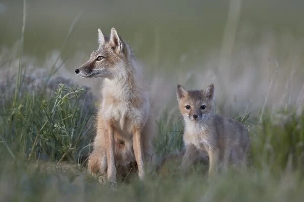 Swift Fox (Vulpes velox) vixen and kit, Pawnee National Grassland, Colorado, United