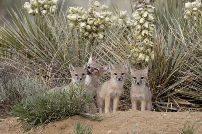 Framed Print : Swift fox (Vulpes velox) vixen and three kits at their den, Pawnee National Grassland, Colorado, United States of America, North America