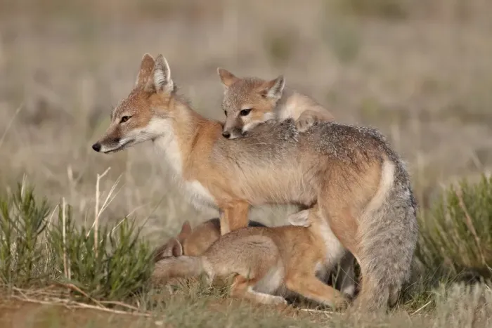 Framed Print : Swift fox (Vulpes velox) vixen nursing three kits, Pawnee National Grassland, Colorado, United States of America, North America Framed Print : Swift fox (Vulpes velox) vixen nursing three kits, Pawnee National Grassland, Colorado, United States of America, North America