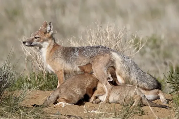 Framed Print : Swift fox (Vulpes velox) vixen nursing her four kits at their den, Pawnee National Grassland, Colorado, United States of America, North America Framed Print : Swift fox (Vulpes velox) vixen nursing her four kits at their den, Pawnee National Grassland, Colorado, United States of America, North America