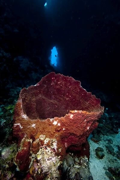 Swim through with giant sponge, Dominica, West Indies, Caribbean, Central America