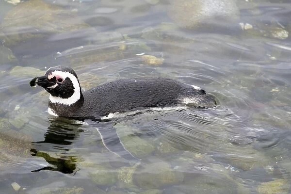Swimming Magellanic penguin (Spheniscus magellanicus), Patagonia, Chile, South America