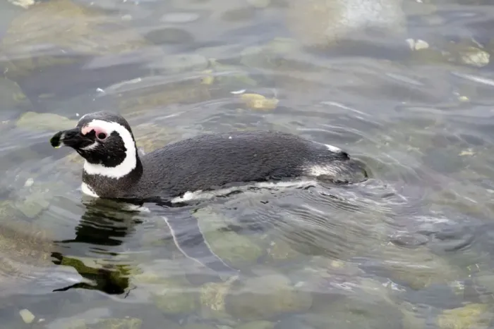 Framed Print : Swimming Magellanic penguin (Spheniscus magellanicus), Patagonia, Chile, South America Framed Print : Swimming Magellanic penguin (Spheniscus magellanicus), Patagonia, Chile, South America