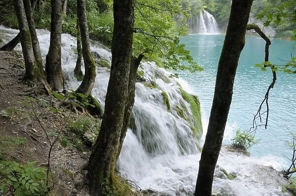 Sycamore trees (Acer pseudoplatanus) and waterfalls fringe Milanovac Lake, Plitvice Lakes National Park, UNESCO World Heritage Site, Croatia, Europe