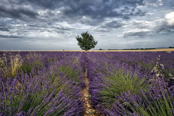 Framed Print : Symmetric lavender field and a lonely tree in the middle, Valensole, Provence, France Framed Print : Symmetric lavender field and a lonely tree in the middle, Valensole, Provence, France