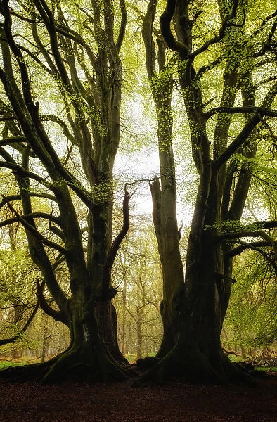 Two symmetrical trees, Kinclaven Bluebell Forest, Scottish Highlands, Scotland, United