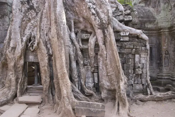 Framed Print : Ta Prohm, Angkor Archaeological Park, UNESCO World Heritage Site, Siem Reap, Cambodia, Indochina, Southeast Asia, Asia