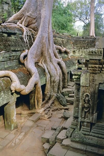Ta Prohm, Angkor, Cambodia