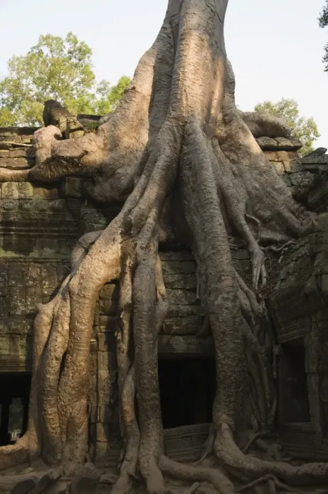 Framed Print : Ta Prohm Kei temple, Angkor Thom, Angkor, UNESCO World Heritage Site, Siem Reap Framed Print : Ta Prohm Kei temple, Angkor Thom, Angkor, UNESCO World Heritage Site, Siem Reap