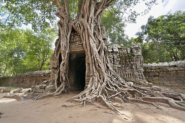 Ta Som, giant roots overgrowing on the gopura (entrance gate), Angkor, UNESCO World Heritage Site, Siem Reap, Cambodia, Indochina, Southeast Asia, Asia