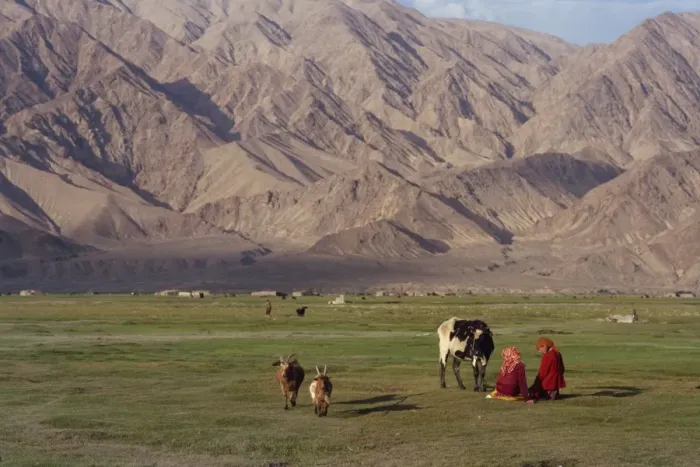 Framed Print : Tadjik girls with cow and goats at Tashkurghan, China, Asia Framed Print : Tadjik girls with cow and goats at Tashkurghan, China, Asia