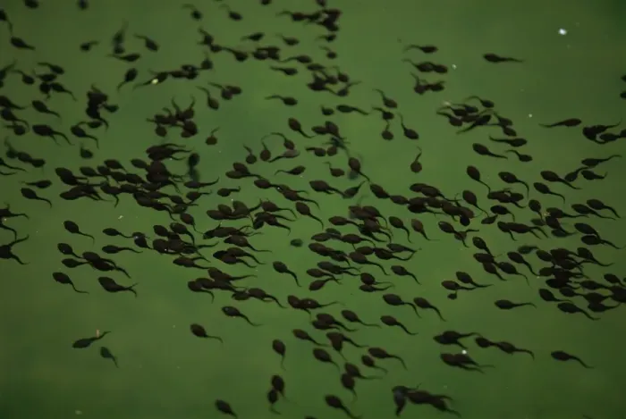 Framed Print : Tadpoles in pond in Zhangjiajie Forest Park, Wulingyuan Scenic Area, Hunan, China, Asia Framed Print : Tadpoles in pond in Zhangjiajie Forest Park, Wulingyuan Scenic Area, Hunan, China, Asia