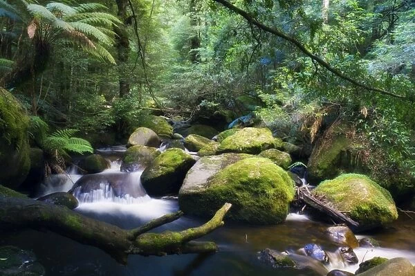 Taggerty River, tree ferns and myrtle beech trees in the temperate rainforest