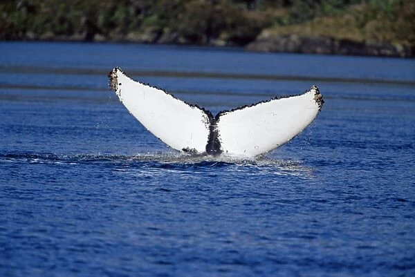 Tail (fluke) of a humpback whale (Megaptera novaeangliae), Francisco Coloane Marine Park