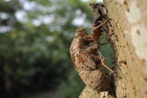 Taiwanese cicada (Cryptotympana takasagona) nymphal exuvium on tree trunk, Guandu, Taiwan