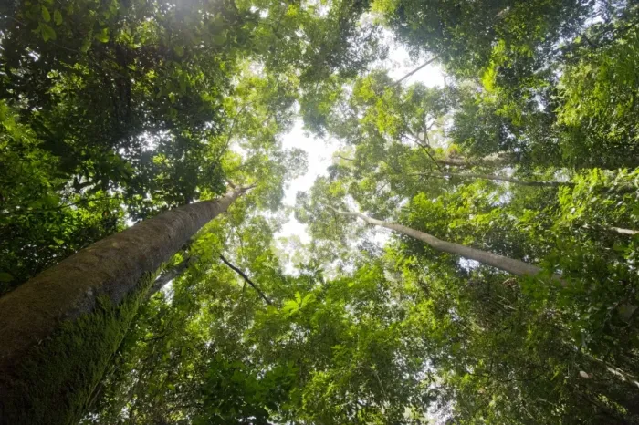 Framed Print : Tall dipterocarp trees in primary rainforest in the Maliau Basin Conservation Area, Sabah, Borneo, Malaysia, Southeast Asia, Asia Framed Print : Tall dipterocarp trees in primary rainforest in the Maliau Basin Conservation Area, Sabah, Borneo, Malaysia, Southeast Asia, Asia